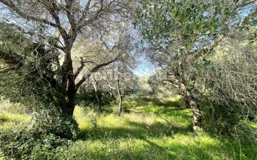 PARCELA EN VENTA EN SOTOGRANDE COSTA